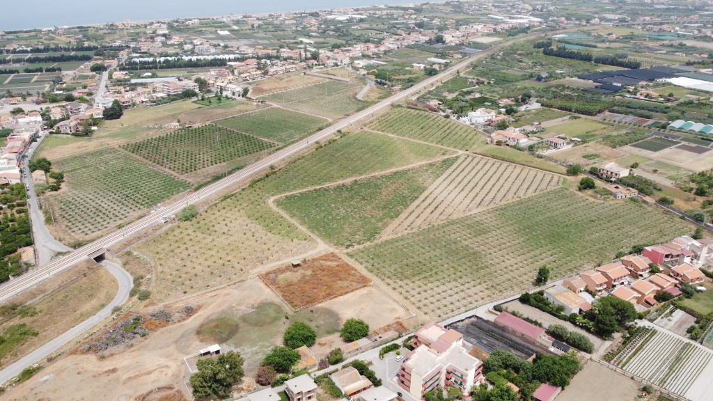 Mango Bonaccorsi in maturazione sul Litorale Tirrenico di Milazzo, Sicilia